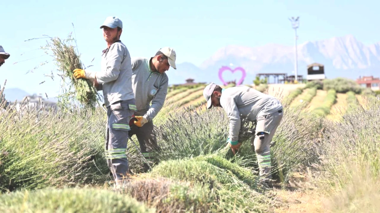 Lavanta Bahçesinde Büyüleyici Hasat Tamamlandı! Güzellik ve Aroma Dolu Anlar