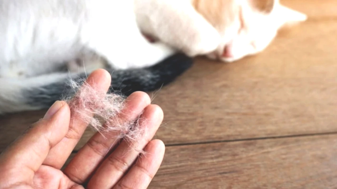 Kedi Tüyü Gerçekten Zararlı mı? Uzmanlar Türkiye'yi Sarsan Gelişmeyi Değerlendiriyor!